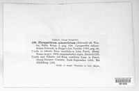 Phragmidium mucronatum image